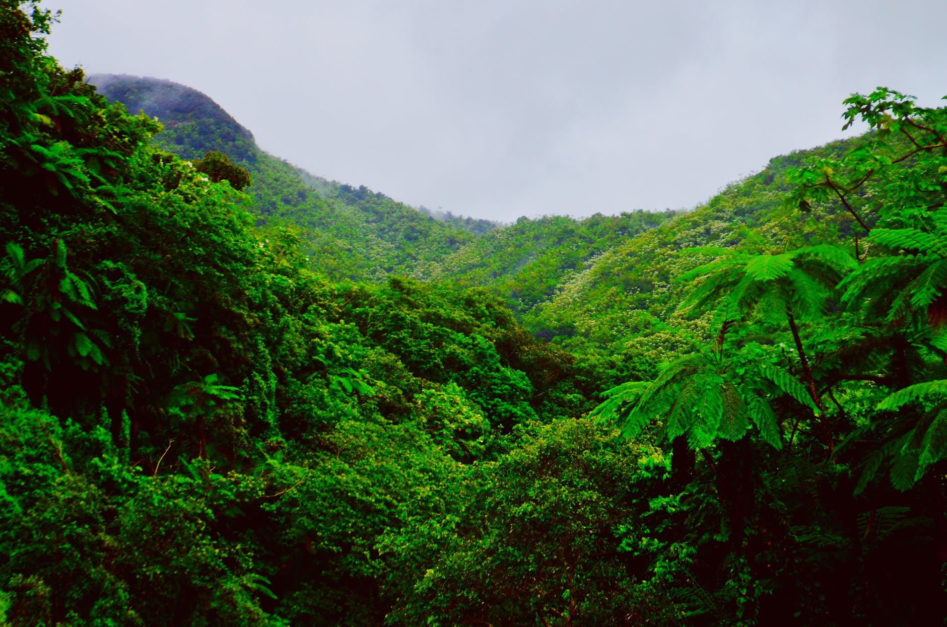 mountain covered with green trees